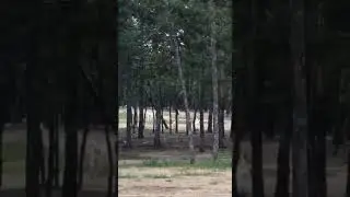 Бүлүүгэ бэйдиэ сылдьар ыттар олус элбээбиттэр