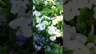 #постигни цветочный дзен
