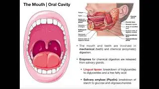 Anatomy & Physiology of the Oral Cavity & Pharynx
