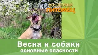 ВЕСНА: Забота о собаке