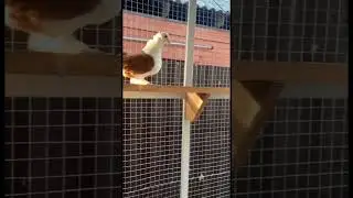 @iz4660 Голуби Кубани 🕊️🤍