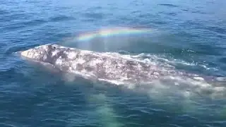 A Whale Shoots A Rainbow Out Of Its Blowhole
