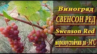 Виноград СВЕНСОН РЕД/Swenson Red. Свенсон ред, столовый сорт винограда, раннего срока созревания.