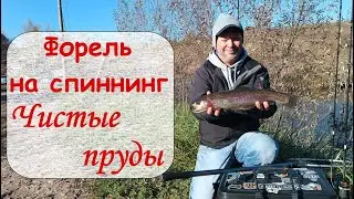 Форель на спиннинг.  Чистые пруды