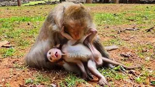 Old mama gives clear guides, due to Demitri is obstinatee wants milk during the moves