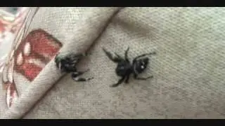 Jumping Spiders Battle, Part 3, with Bob the spider hunter