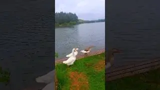 Parku tek liqeni i Pukës 🏞 #shorts #video #youtube #viral #views AdiTube