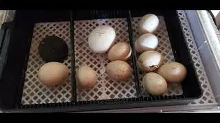 Incubated chickens. Ncu menyuam qaib