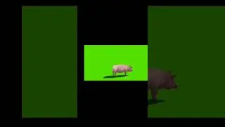 green screen hewan babi 
