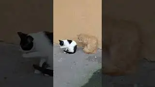 Синхронное вылизывание #кошки #бездомныекошки