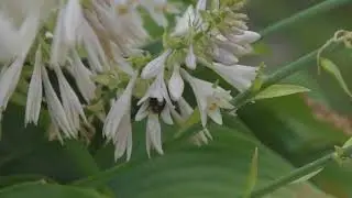 Buzzin’ in the Blooms – Front Yard Bee Pollination (3 Minutes Slow Motion to Music)