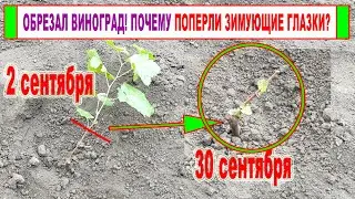 🍇 Ошибка виноградаря! Вот ПОЧЕМУ после ОБРЕЗКИ или ПОСАДКИ ВИНОГРАДА осенью ПОПЕРЛИ ЗИМУЮЩИЕ глазки!