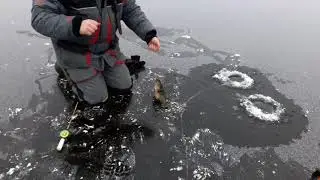 Ротан монстр!!!