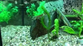 Elodia rootlet and Amano shrimp