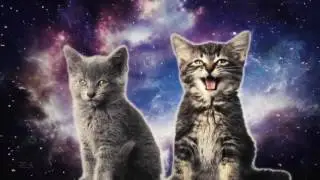 Котята прикольно поют