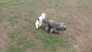 Spyk & Simba....