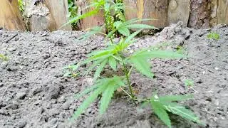 VID 20180624 150747
