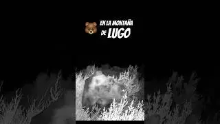 🐻 en verano #nature #fotografiadenaturaleza #video  #naturaleza #wildlifephotography #fototrampeo