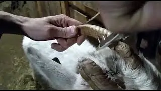Бескровное обезроживание козы с помощью резиной для обезроживания