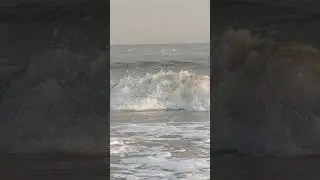 Черное море 13 октября 2023 года волна лебеди плавают