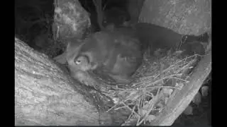 Ennis Great Horned Owl Dad 4in2