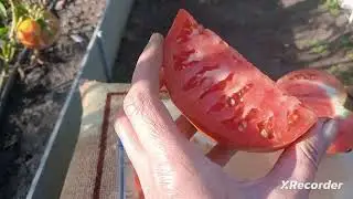 Обзор крупноплодных сортов помидоров.
