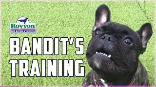 How to overcome fear aggression in your French Bulldog