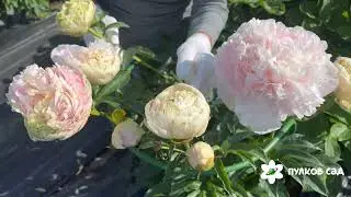 Anatoliy Skakodub peony. Pulkovo Garden