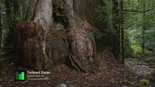 Twisted Sister Tasmanian Giant Tree | Big Tree State