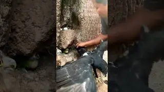 The bravest man catching big eagles