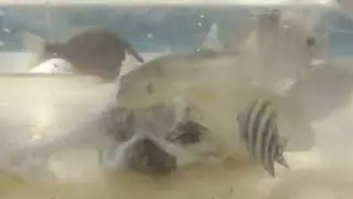 毒魚フグに群がりながら食べる小魚（カゴカキダイ、石鯛、ヨスジフエダイ、カワハギ、オヤビッチャ）。