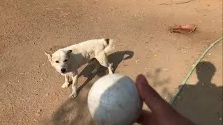 Playing with Ajnabi(My Dog) Simple Vlog