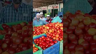Punganur tomato MSM 🍅🍅🍅 2/10/2024 #smartphone #punganurtomatomarket #tomato #tomatomarket