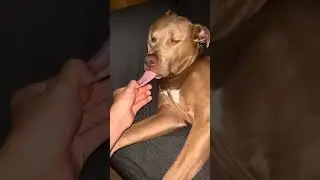 I think my dog died 