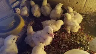 З чого все починається - чим кормить і поїть - вирощування бройлерів