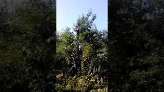 Расчистка участков, (098)087-77-78.  удаление кустарников.