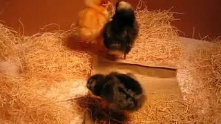 3 baby chicks