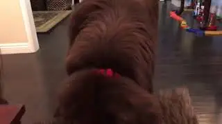 Ce chien ouvre un cadeau comme un enfant