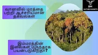 வானவில் மரத்தை பற்றி ஆச்சரியமான தகவல்கள் 🌈🌳| BMNatureNuggets #rainbow #eucalyptus #tree #trending