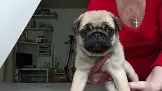 Самые красивые и воспитанные щенки мопса