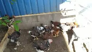Как сделать ВЫГУЛ для ЦИПЛЯТ