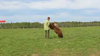 Как медведя Мансура отучали лапу сосать - одевая рукавицы