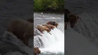 Wild Bears Hunt For Fish in Running Water
