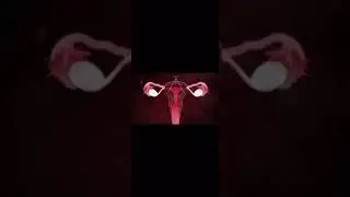 Менструалдық цикл