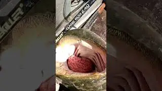 Я тебя отпущу!!!