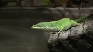 A Moment With Green Anoles
