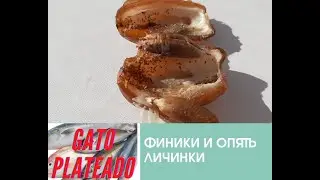 ФИНИКИ АЛЖИР ОПЯТЬ ЛИЧИНКИ