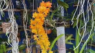MINI VANNDA ASCOCENTURU MINIATUM COM FLORES KLINDAS JD Orchids