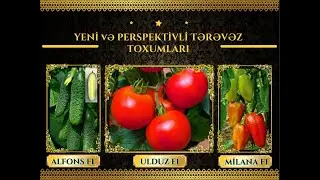 HHGroup - un yeni toxumları