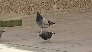 Dancing dove Vs healthy pigeon